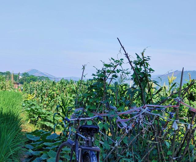 那年夏天你去了哪里，夏日追忆？